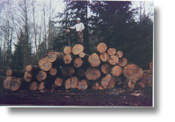 These logs are ready for the mill