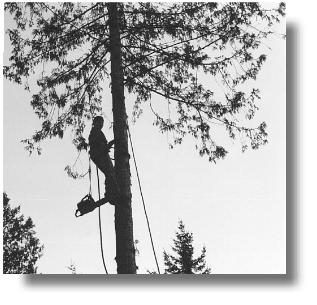 First we limb the branches.  Then we drop the tree